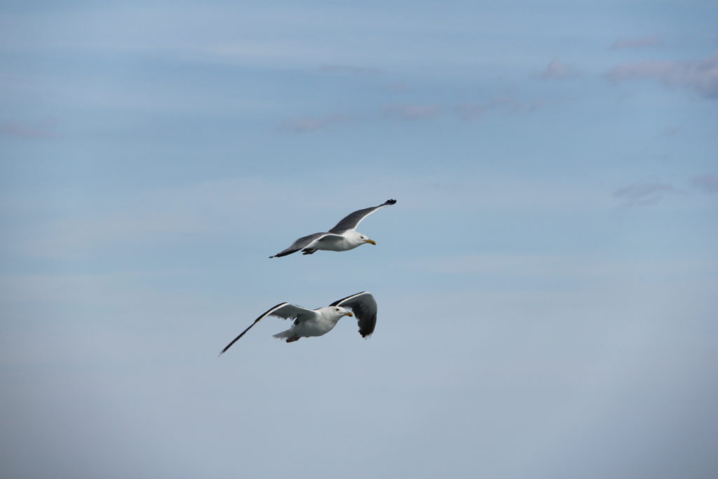 IMG_7550