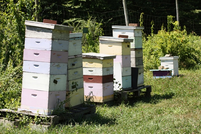 Bee Colonies