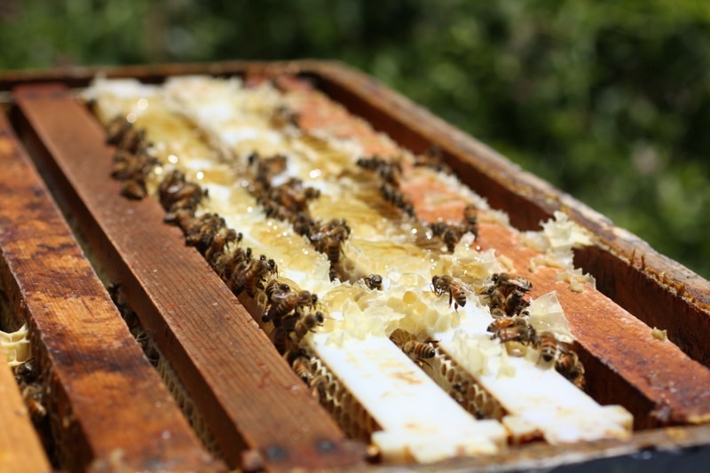 Bees Making Honey
