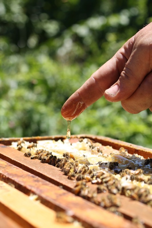 Raw honey