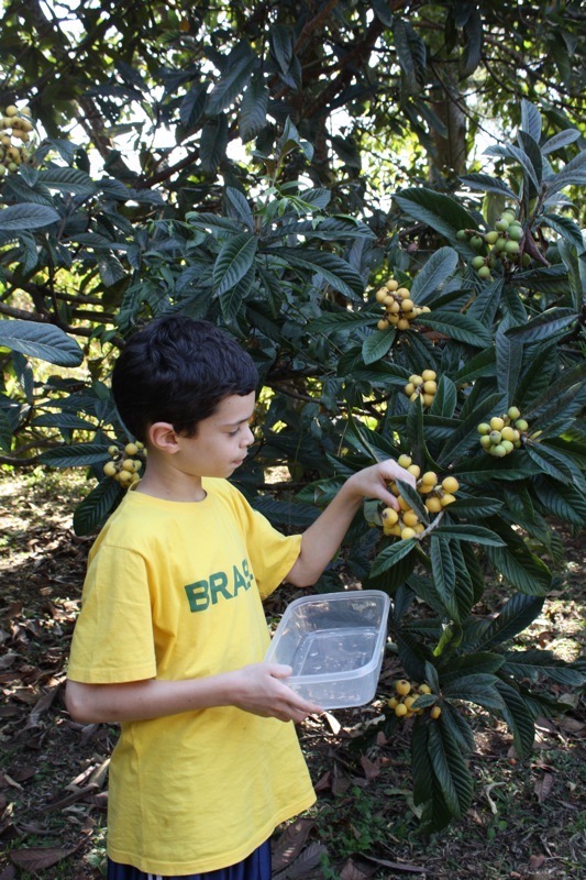 Nespera Loquat