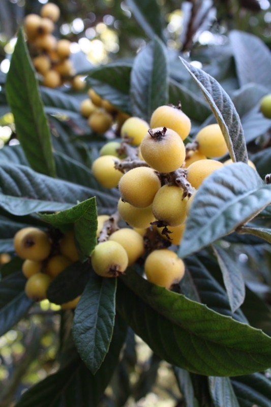 nespera from Brazil