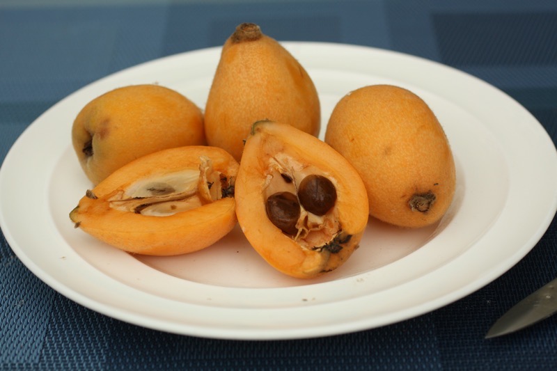nespera velvety brazilian fruit